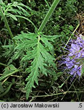 Phacelia tanacetifolia (facelia błękitna)