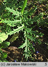 Phacelia tanacetifolia (facelia błękitna)