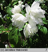 Philadelphus Virginalis