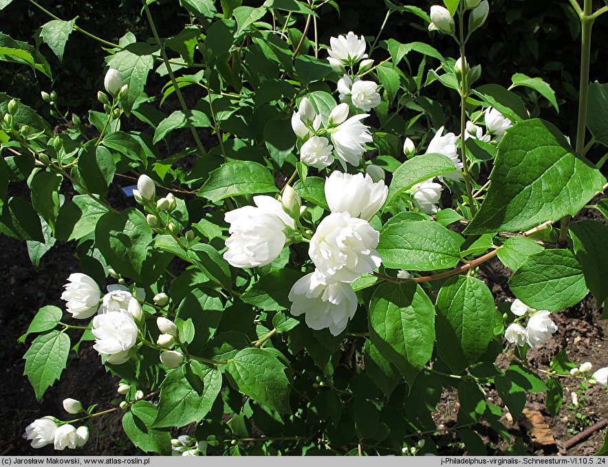 Philadelphus Virginalis