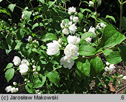 Philadelphus Virginalis