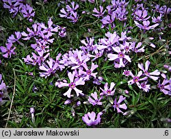 Phlox subulata Atropurpurea