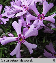 Phlox subulata Atropurpurea