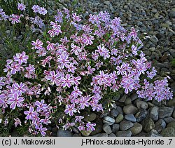 Phlox subulata (floks szydlasty)