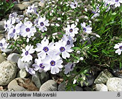 Phlox subulata Bavaria