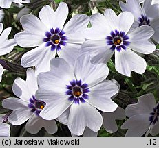 Phlox subulata Bavaria