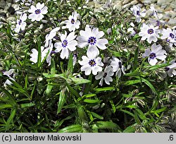 Phlox subulata Bavaria