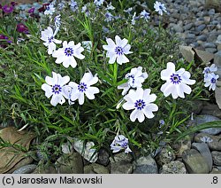 Phlox subulata Bavaria