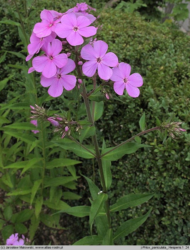 Phlox paniculata Hesperis