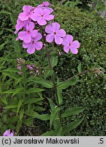 Phlox paniculata Hesperis