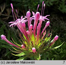 Phuopsis stylosa (kozłówka długoszyjkowa)