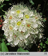 Physocarpus opulifolius (pęcherznica kalinolistna)