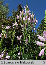 Physostegia virginica (odętka wirginijska)