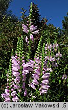 Physostegia virginica (odętka wirginijska)