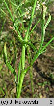 Pimpinella anisum (biedrzeniec anyż)