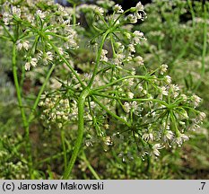 Pimpinella anisum (biedrzeniec anyż)