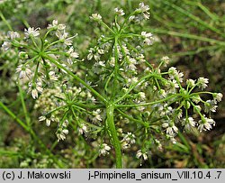 Pimpinella anisum (biedrzeniec anyż)