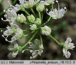 Pimpinella anisum (biedrzeniec anyż)