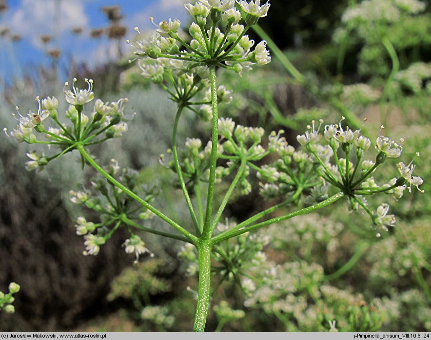 Pimpinella anisum (biedrzeniec anyż)