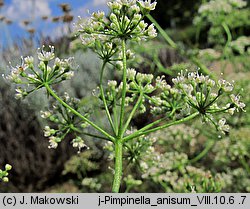 Pimpinella anisum (biedrzeniec anyż)