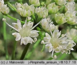 Pimpinella anisum (biedrzeniec anyż)