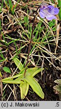 Pinguicula vulgaris ssp. vulgaris (tłustosz pospolity typowy)