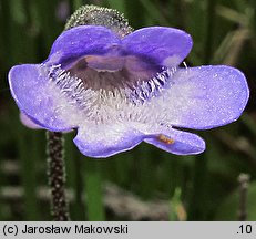 Pinguicula vulgaris ssp. vulgaris (tłustosz pospolity typowy)