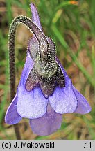 Pinguicula vulgaris ssp. vulgaris (tłustosz pospolity typowy)