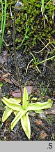 Pinguicula vulgaris ssp. vulgaris (tłustosz pospolity typowy)