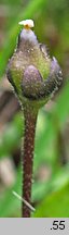 Pinguicula vulgaris ssp. vulgaris (tłustosz pospolity typowy)