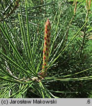 Pinus bungeana (sosna plamistokora)