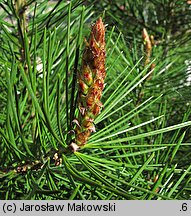 Pinus bungeana (sosna plamistokora)