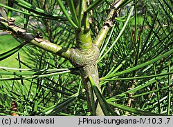 Pinus bungeana (sosna plamistokora)