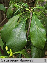 Pittosporum brevicalyx