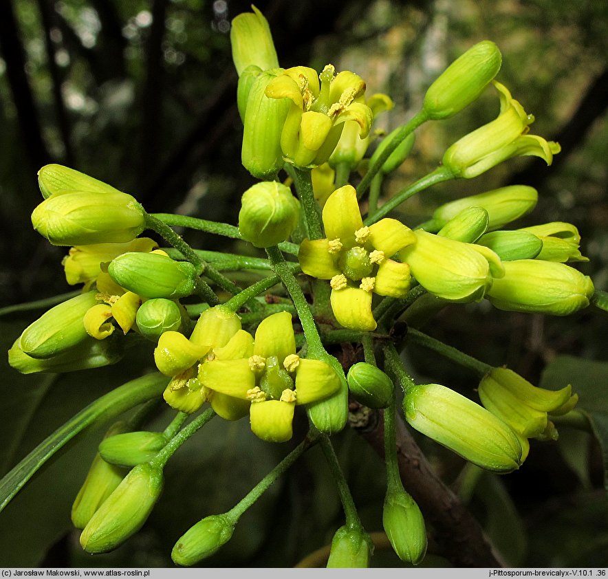 Pittosporum brevicalyx