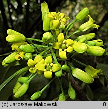 Pittosporum brevicalyx