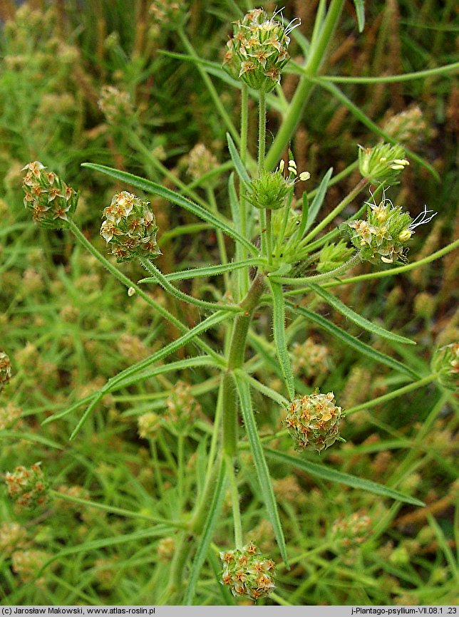 Plantago afra (babka płesznik)