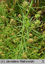 Plantago afra (babka płesznik)