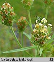 Plantago afra (babka płesznik)