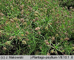 Plantago afra (babka płesznik)