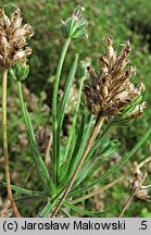 Plantago afra (babka płesznik)