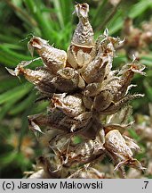 Plantago afra (babka płesznik)