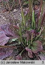 Plantago major (babka zwyczajna)