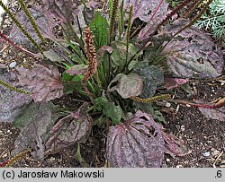 Plantago major (babka zwyczajna)