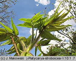 Platycarya strobilacea