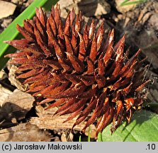 Platycarya strobilacea