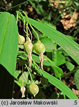 Polygonatum verticillatum (kokoryczka okółkowa)