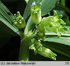 Polygonatum verticillatum (kokoryczka okółkowa)