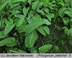 Polygonum bistorta (rdest wężownik)