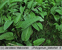 Polygonum bistorta (rdest wężownik)